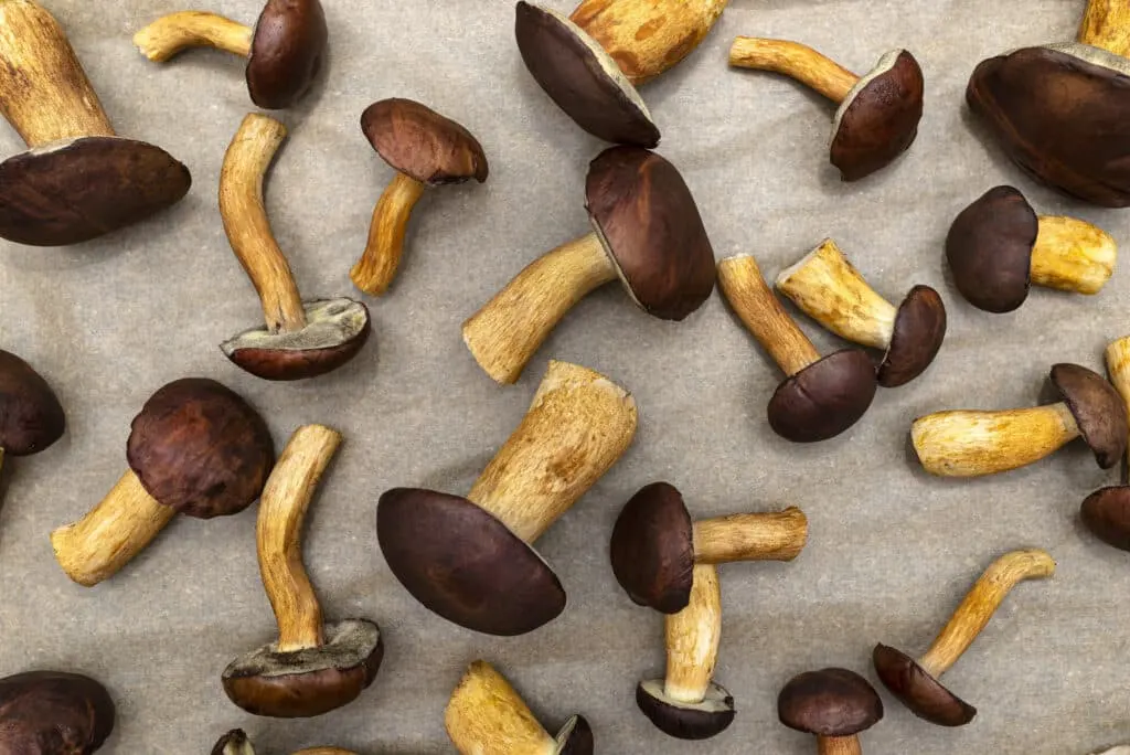 cueillette champignons